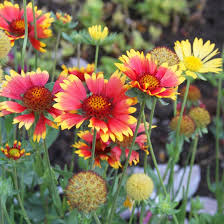 Kokardenblume Bunte Dauerbluherin Blumen Stauden Pflanzen Stauden