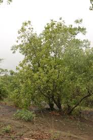 Image result for Manilkara obovata
