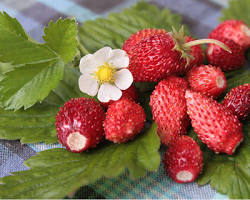 Obraz: Poziomki (Fragaria vesca)