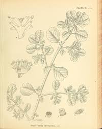 Image result for Zaleya