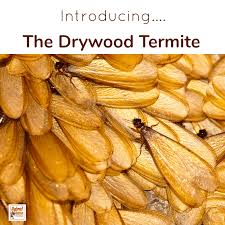 One is via borate wood treatment using a product called boracare. How To Get Rid Of Termites Naturally Hybrid Rasta Mama