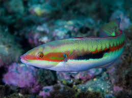 A female tetra fish will spawn between 50 and 120 eggs for fertilization on average. Strange Aquarium Fish The Spraying Characin Lay Care For And Hatch Their Eggs Outside Of Water The Bitterling Actually Lay Thei Fish Aquarium Fish Egg Laying