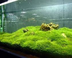 Some varieties are fast growing while others grow at moderate rate. Diy Fish Tank Decorations Themes Aquascaping Fresh Water Decor Ideas Small Aquascaping Homemade Creati Freshwater Aquarium Plants Aquarium Freshwater Plants