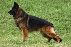 Gentle pets and strong watch dogs, gsds are noble, large, muscular dogs bred for their intelligence and working ability. Long Hair German Shepards Long Haired Black And Red German Shepherd Critters Germa German Shepherd Kennels Red German Shepherd Long Haired German Shepherd