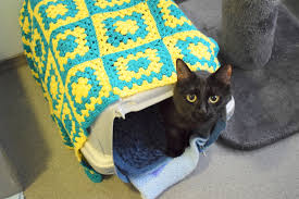 How do you go about doing this? Travelling With Cats Battersea Dogs Cats Home