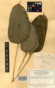 Image result for Marantochloa leucantha