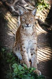 Рысь сибирская – Felis (Lynx) lynx. Экспозиция Вольер хищных млекопитающих.  Сахалинский зооботанический парк.