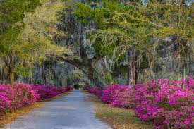 Image result for garden flowers