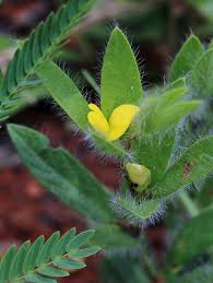 Image result for Eriosema pentaphyllum