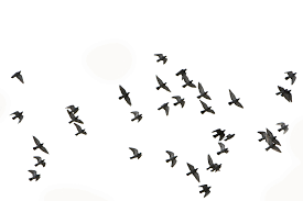Two Birds Flying In The Sky Drawing Pin Von Yafeng Liu Auf Fish Spells Photoshop Textur Texturen Streetart