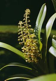 Image result for Bolusiella iridifolia