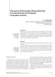 Image result for Trichoscypha lucens