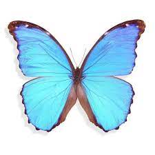 Que Hay En Las Alas De Las Mariposas Fotos Alas Fotos Mariposas