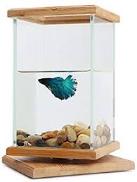 Amazon Com Rotatable Fish Bowls Segarty Cool Unique Design Small Square Glass Vase Creative Aquarium Kit Wit In 2020 Fish Bowl Decorations Betta Fish Bowl Fish Tank