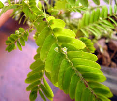 Image result for Phyllanthus nyikae