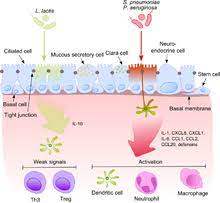 Pathogenic Bacteria Wikipedia
