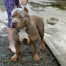They are usually a bit calmer in demeanor than the original pitbull and make much better family pets. Xxl Biggest Best Extreme Pitbulls American Bully Breeder Kennel Tri Puppies For Sale Massive American Bully