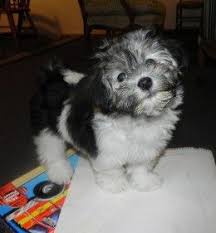 Black And White Havanese Puppy Names Best Puppy Names For Havanese Dogs Dog Breeds Best Dog Breeds Havanese Puppies