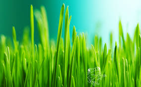 free download green grass background 2560x1600 for your desktop mobile tablet explore 70 green grass wallpaper hd grass wallpaper green grasscloth wallpaper grass and sky wallpaper green grass background 2560x1600
