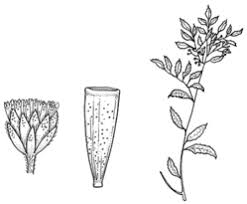 Image result for Ethulia