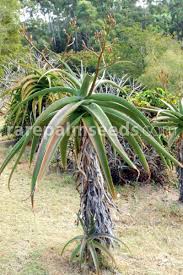 Image result for Aloe inyangensis