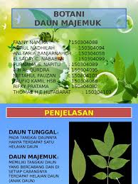 Gambar daun singkong (manihot ( manihot esculenta) esculenta ) gambar gambar daun daun wal waliso isongo ngo ( sche</b>era arboricola ). Botani