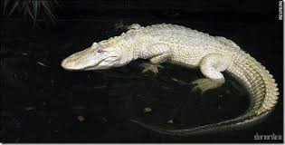 Dia menurut saja saat diajak berhubungan badan oleh sang dukun. Buaya Putih Home Facebook