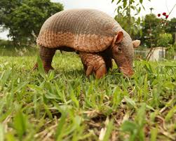 The Giant Armadillo Is One Of The Largest Species Of Armadillos This Animal Is Easily Recognizable Due To Its Powerful Enlar Armadillo Animals Facts For Kids