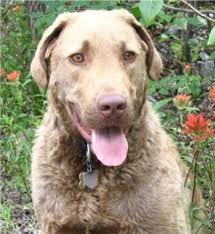 Chesapeake Bay Retriever Chesapeake Bay Retrievers Breed