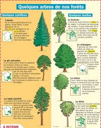 Quelques Arbres De Nos Forets Arbre Reconnaitre Les Arbres Geographie
