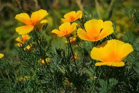 Maybe you would like to learn more about one of these? Sow Hardy Annuals In Autumn The English Garden