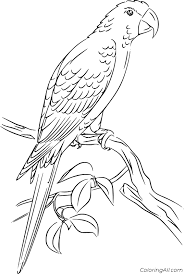 Scarlet macaw coloring sheet printable bird page parrot scarlet. Spix Macaw Coloring Page Coloringall