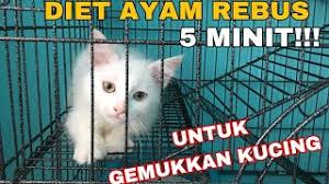 Maybe you would like to learn more about one of these? Cara Menyediakan Ayam Rebus Untuk Anak Kucing Dalam Masa 5 Minit Youtube