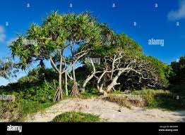 Image result for Pisonia