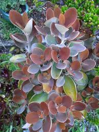 Kalanchoe Orgyalis Copper Spoons Cactus And Succulents Succulents Bloom