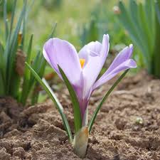 Củ giống hoa Nghệ tây Saffron (Set 5 củ)