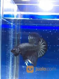 Jenis jenis ikan hias discus tercantik untuk aquarium favorite 24 sentiment_very_dissatisfied 16 discus 3 years ago 21,632 views jenis jenis ikan hias discus paling tercantik untuk dipelihara di aquarium air tawar, ikan discus adalah ikan bertubuh ramping seperti piringan yang memiliki warna dan corak unik bergaris. Get Penjual Aquarium Ikan Cupang Terdekat Pics