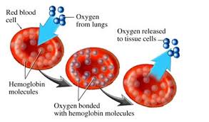 Possible Causes Of High Or Low Red Blood Cell Count Selfhacked