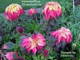 Pin On Plantas Exoticas