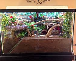 The lights on all night aren't ideal for the crabs, but it's really cool. 7 For The Animals Ideas Hermit Crab Habitat Crabitat Hermit Crab