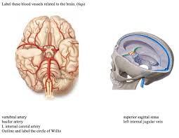 Ultrasound may offer a safe way to more as the name suggests, this is a barrier between the brain's blood vessels (capillaries) and the cells and other components that make up brain tissue. Solved Label These Blood Vessels Related To The Brain 6 Chegg Com