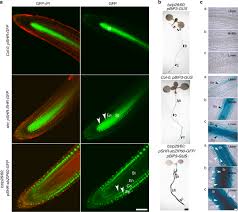 They would normally only close in the dark when no carbon. Systemic Signaling Contributes To The Unfolded Protein Response Of The Plant Endoplasmic Reticulum Nature Communications