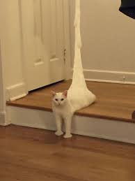 Awkward Half Cat Inspires Hilarious Photoshop Battle 75 Pics Silly Cats Pictures Funny Looking Cats Cats