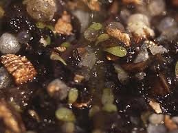 Image result for Utricularia welwitschii