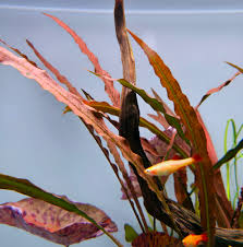 Image result for Cyperus rigidifolius