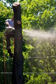 Tree removal services in jacksonville, fl. Forestville Tree Service Home Facebook