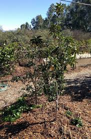 Companion planting for fruit trees. Growing Vegetables Under Fruit Trees Greg Alder S Yard Posts Southern California Food Gardening
