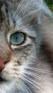 magical meow cats beautiful cats crazy cats