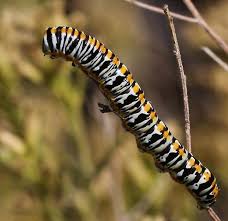 Big Black Caterpillar With Orange Stripes Caterpillar Big White With Black Rings Orange Stripe Cucullia Bugguide Net