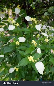 Image result for Pseudomussaenda